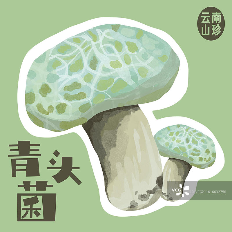 青头菌手绘插画图片素材