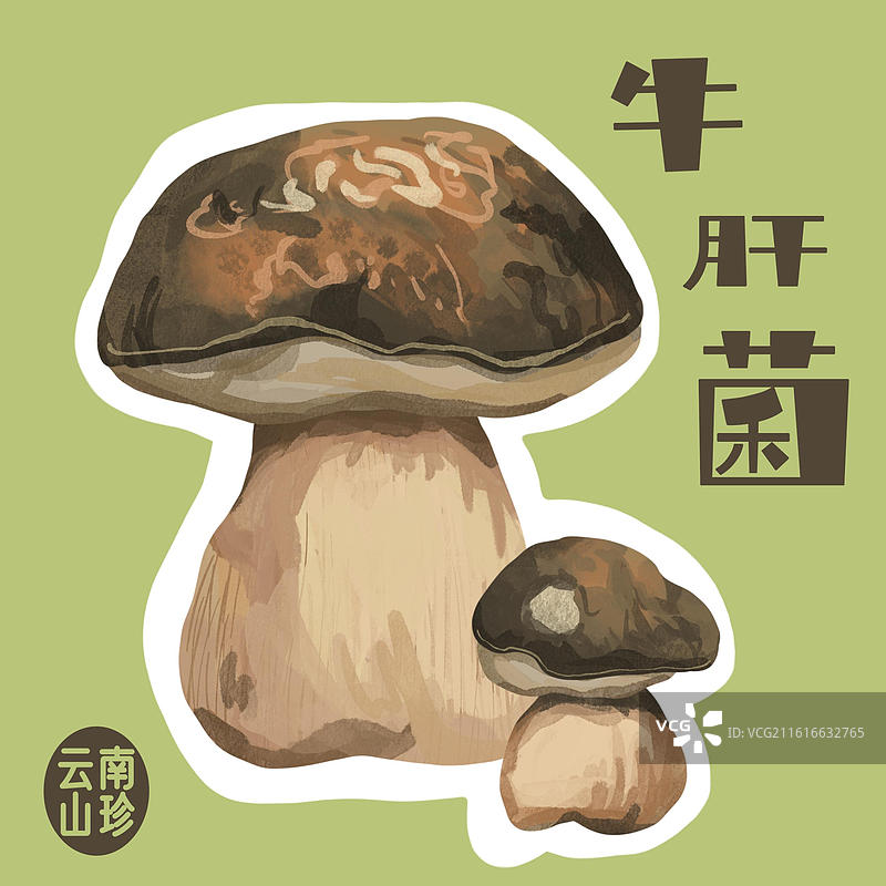 牛肝菌手绘插画图片素材