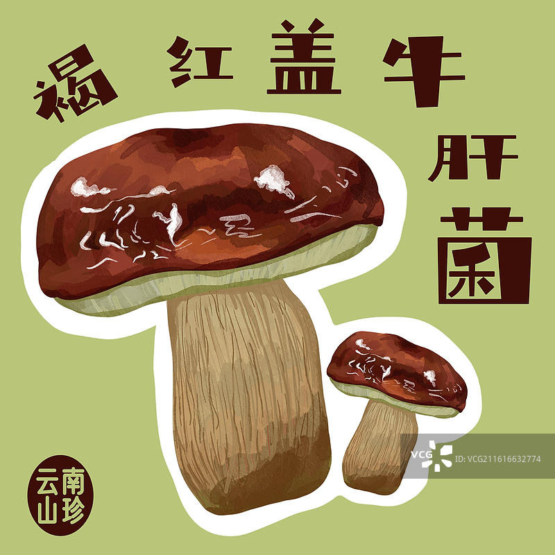 褐红盖牛肝菌手绘插画图片素材