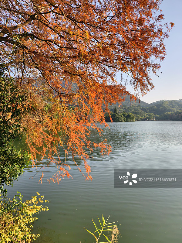 仙湖植物园落羽杉图片素材