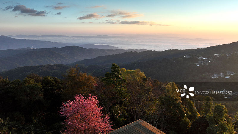 西双版纳 南糯山 云海 冬樱花图片素材