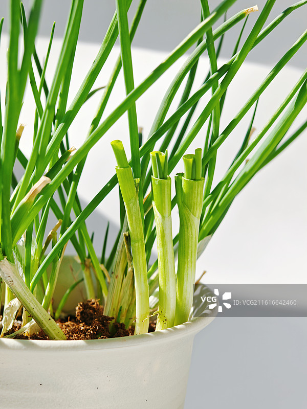 刚刚剪掉的葱，又长出来小的葱了，生命循环往复，生生不息，春天到了，生命力，生长，活力，葱花，葱，农业图片素材