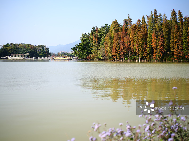 秋天湖边的树顶着天空图片素材