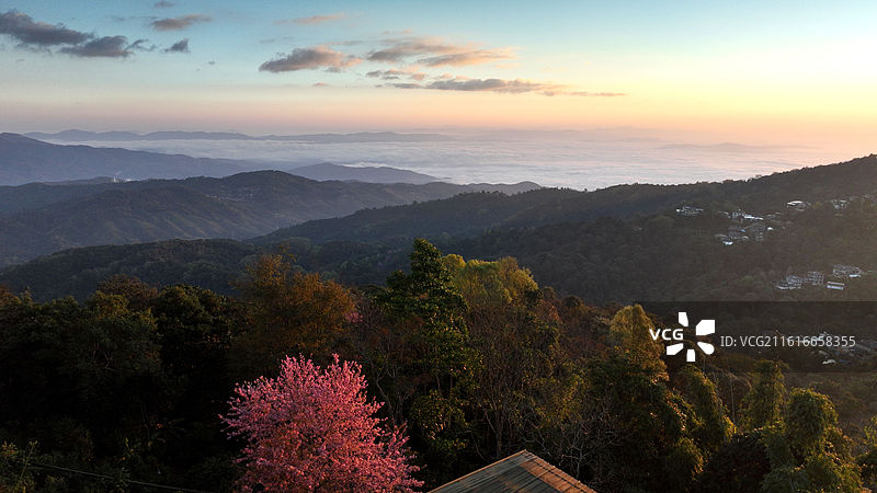 西双版纳 南糯山 云海 冬樱花图片素材