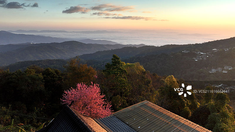 西双版纳 南糯山 云海 冬樱花图片素材