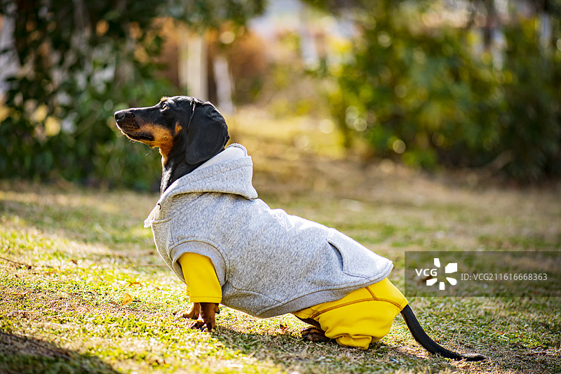 一只可爱的腊肠犬图片素材