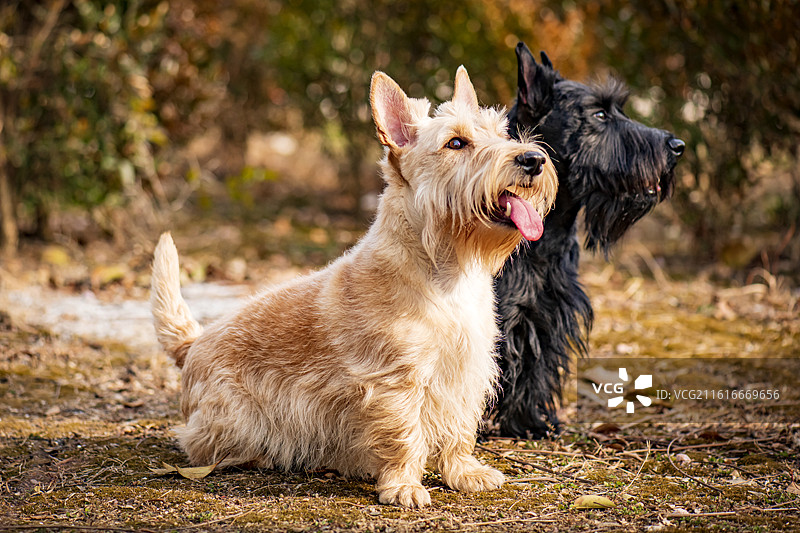 苏格兰梗图片素材
