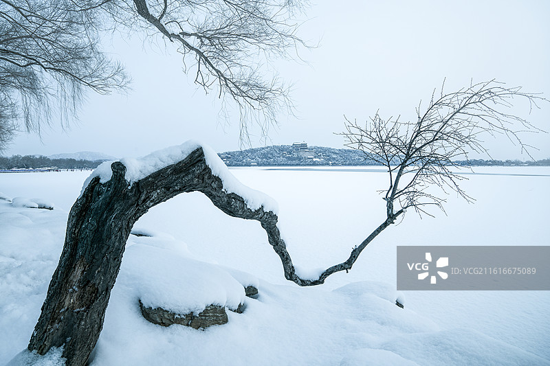 冬天雪后的颐和园昆明湖和古树图片素材