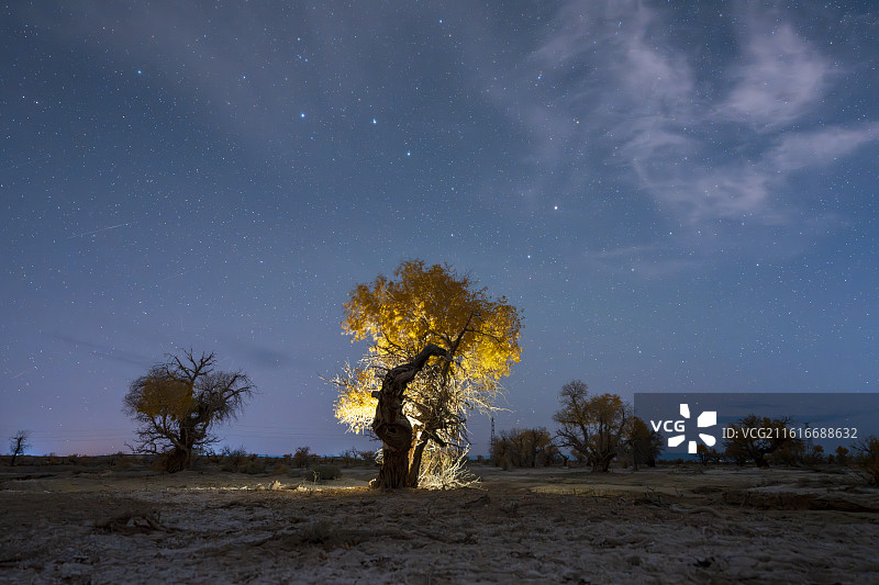 乌尔禾星空：银河下的千年胡杨与荒野守望图片素材
