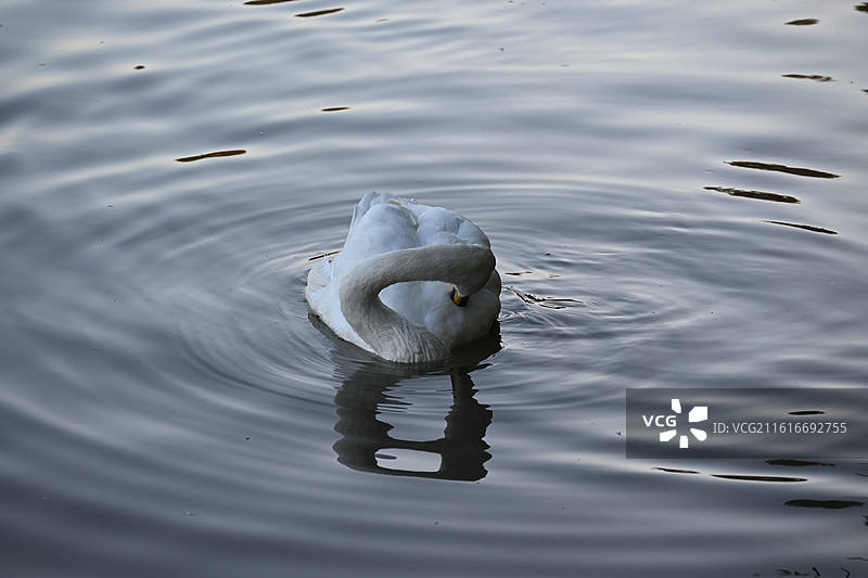 上海野生动物园图片素材