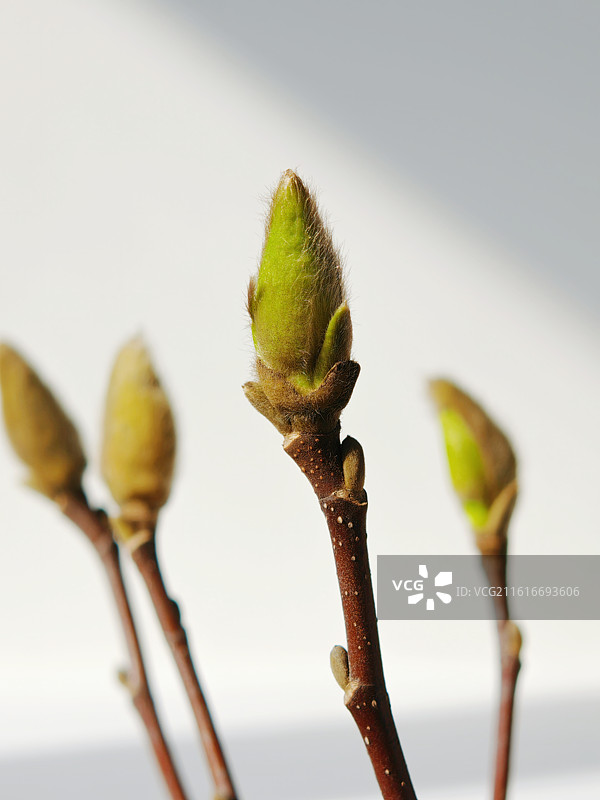 玉兰花，玉兰花花朵花苞，马上要绽放的玉兰花，花蕾，春天， 春意盎然，生命力，活力，含苞绽放的花朵图片素材
