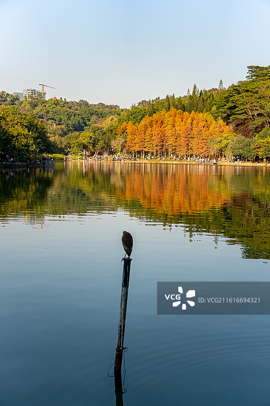 莲花山公园落羽杉图片素材