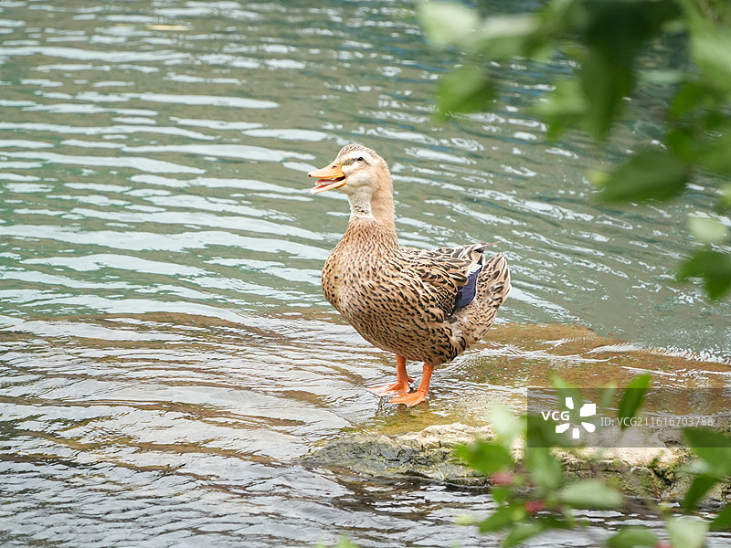 鹅泉河边的鸭子图片素材