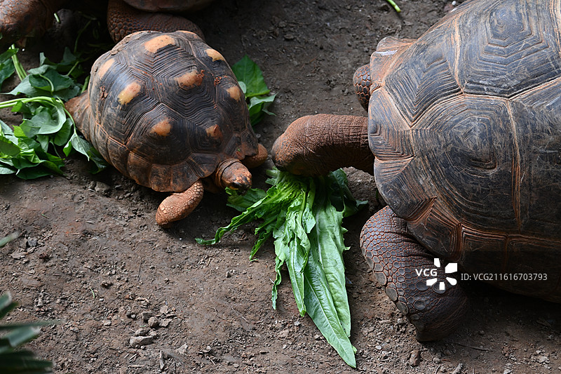 象龟-上海动物园图片素材