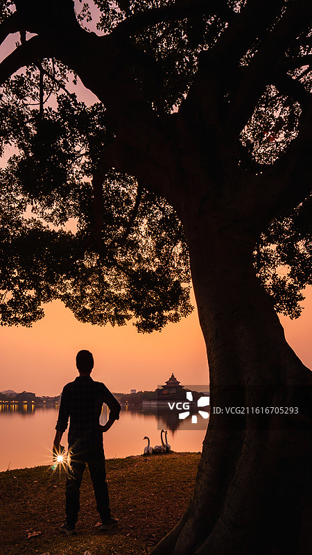 顺峰山公园的树与历史馆的日落图片素材