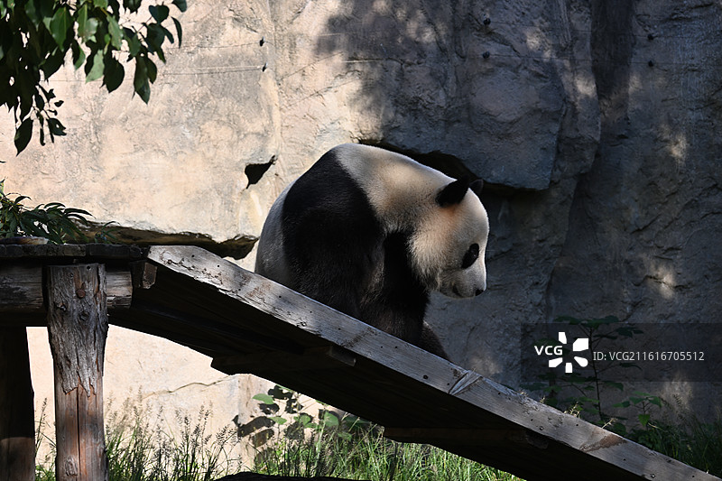 大熊猫康康-上海野生动物园图片素材