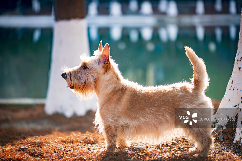 苏格兰梗图片素材
