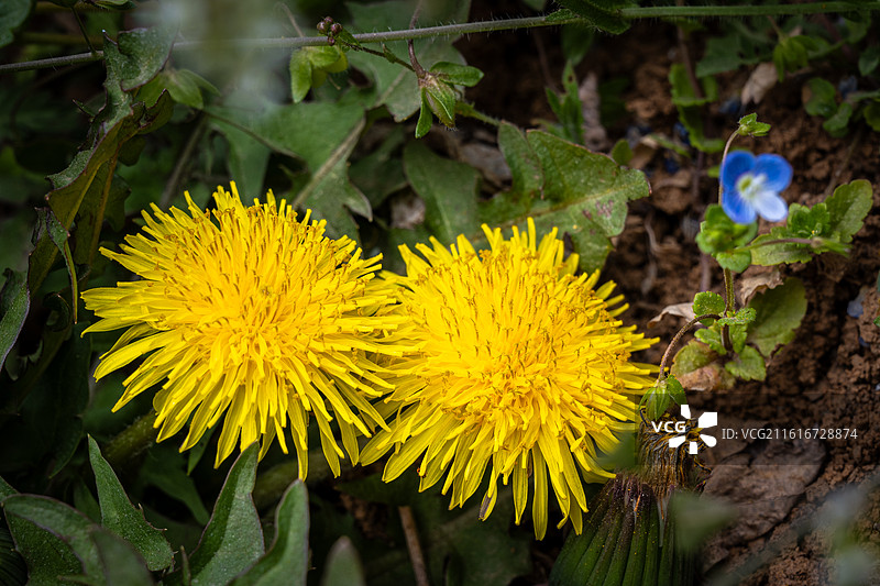 春季野生蒲公英花特写野外花卉图片素材