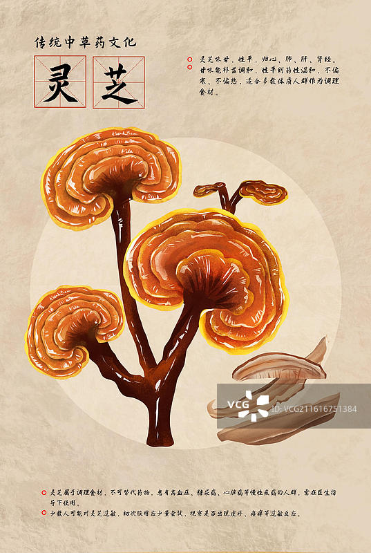 中国文化之中草药药材 灵芝 插画海报图片素材
