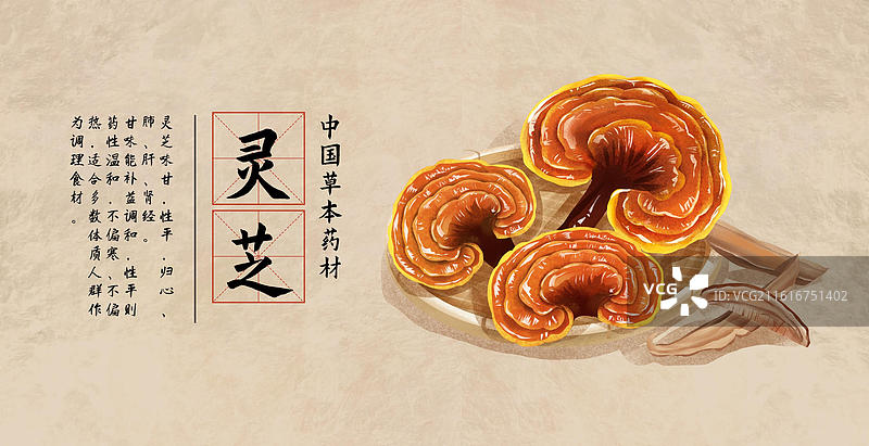中国文化之中草药药材 灵芝 插画海报图片素材