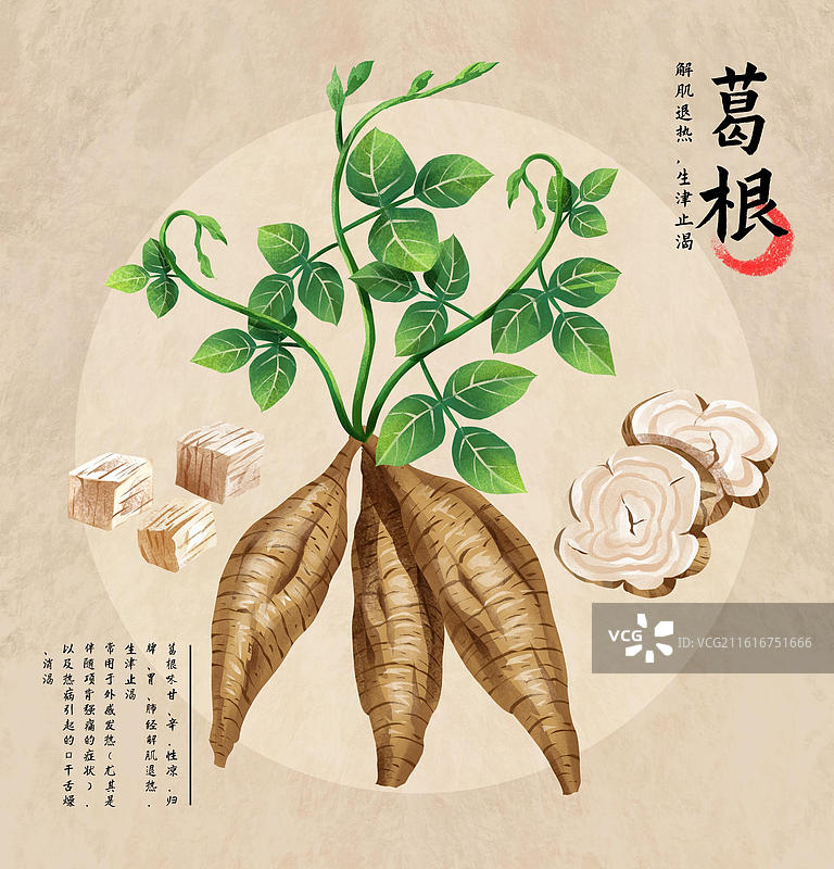 中国文化之中草药药材 葛根 插画海报图片素材