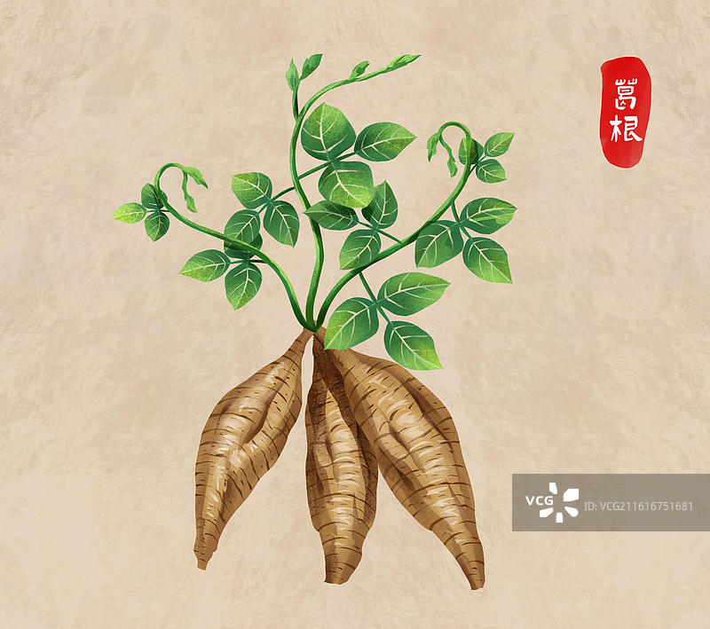 中国文化之中草药药材 葛根 插画海报图片素材