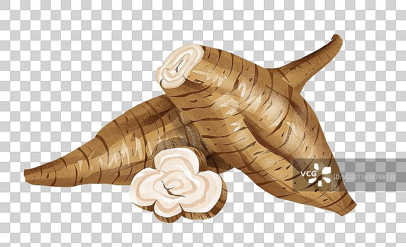 中国文化之中草药药材 葛根图片素材