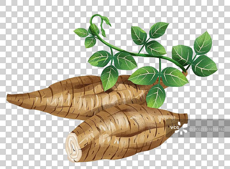 中国文化之中草药药材 葛根图片素材