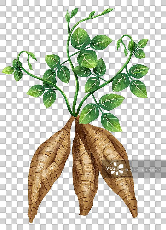 中国文化之中草药药材 葛根图片素材