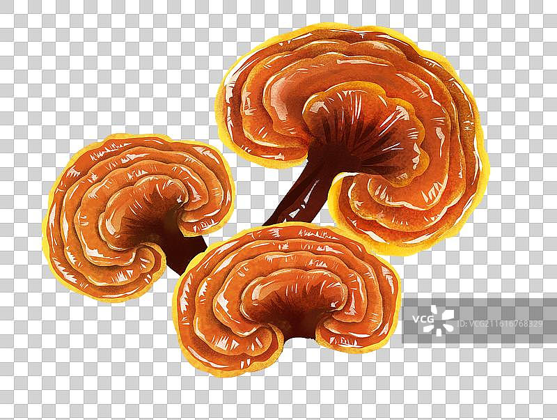 中国文化之中草药药材 灵芝图片素材