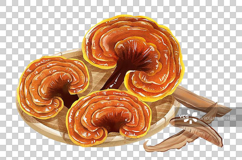 中国文化之中草药药材 灵芝图片素材