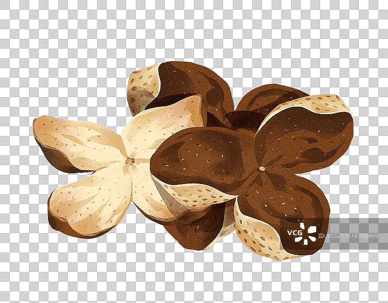 中国文化之中草药药材 陈皮 插画图片素材