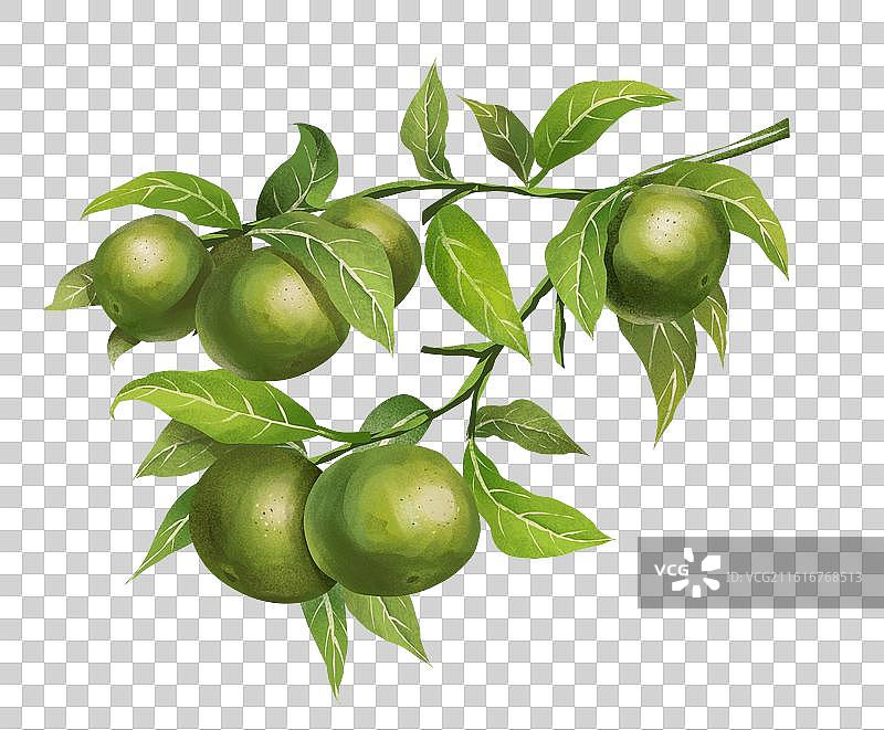 柑橘类 制作陈皮用的橘子图片素材