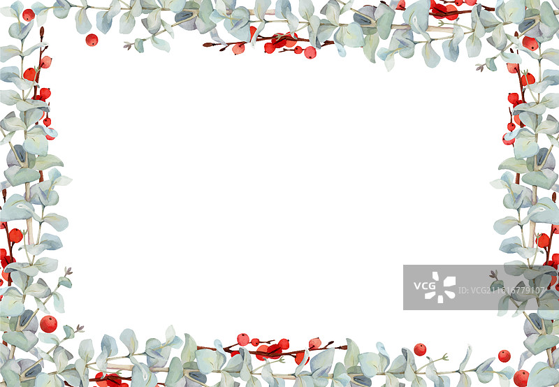 带有红色浆果的桉树月桂枝叶图片素材