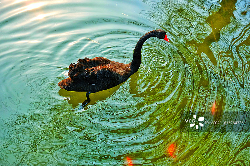 春天春暖花开黑天鹅湖水波纹。渲染墨染锦鲤背景图壁纸图片素材