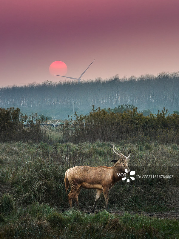 盐城麋鹿 大丰野鹿荡 条子泥景区 中华麋鹿园图片素材