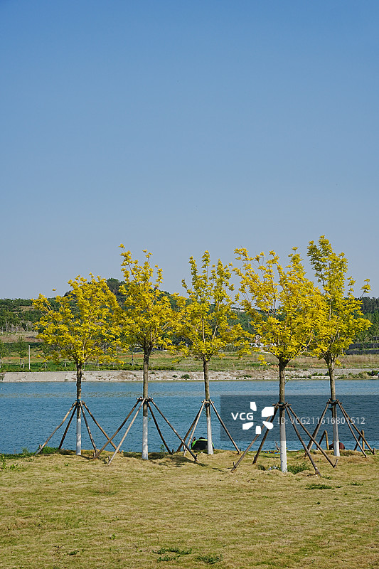 滨水生态公园的景观树种植区图片素材