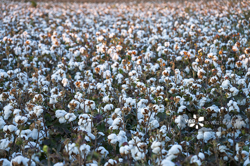 新疆棉田：大地上的“白云”与塞外丰收序曲图片素材