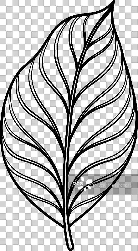 桉树叶剪影图片素材