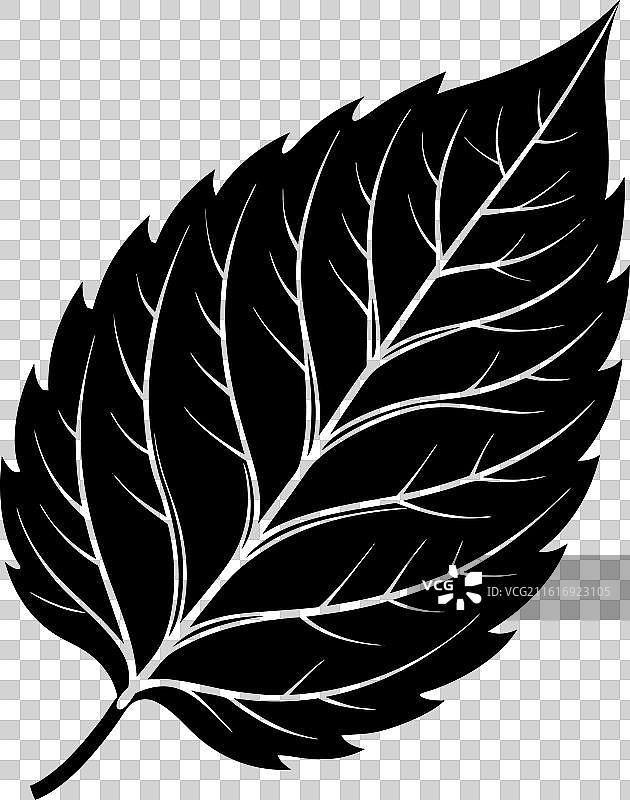 春天的树叶剪影图片素材