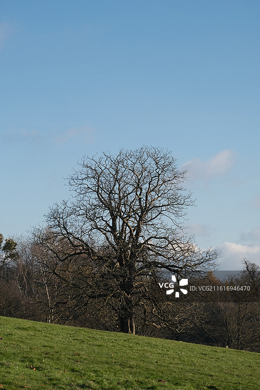 Nottingham 诺丁汉鹿园图片素材