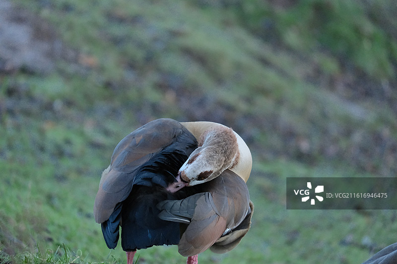 Nottingham 诺丁汉鹿园图片素材