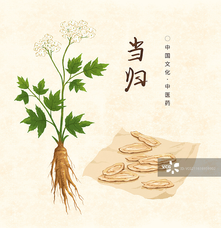 中医药材当归插画海报图片素材
