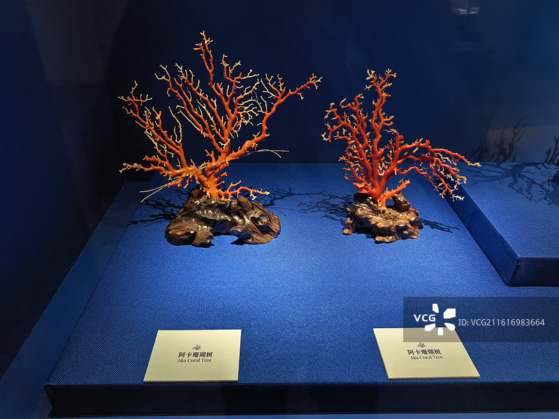 Aka珊瑚，阿卡珊瑚，赤血红珊瑚，红珊瑚，日本红珊瑚，牛血红，宝石级红珊瑚，珊瑚工艺品 珊图片素材