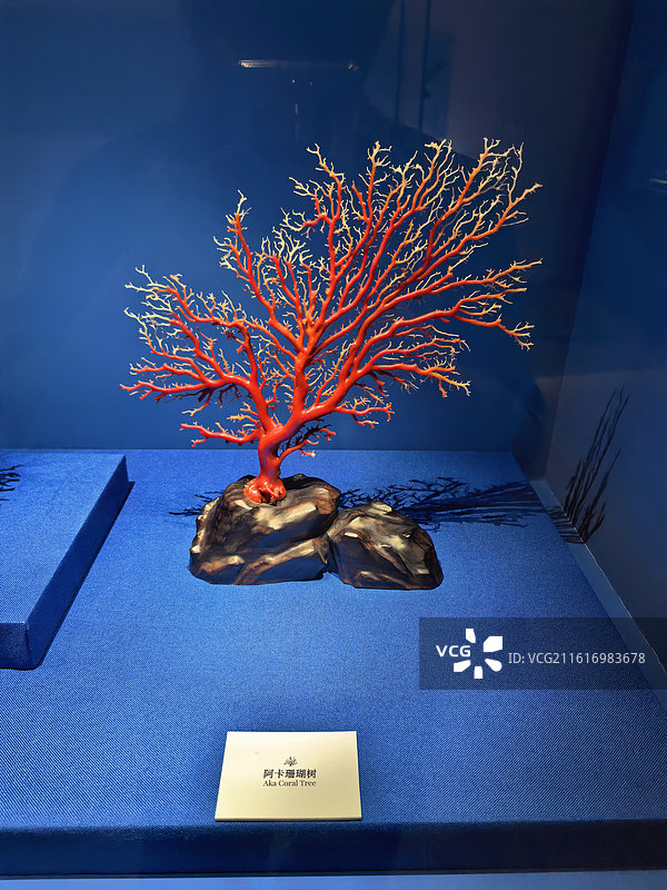 Aka珊瑚，阿卡珊瑚，赤血红珊瑚，红珊瑚，日本红珊瑚，牛血红，宝石级红珊瑚，珊瑚工艺品 珊图片素材