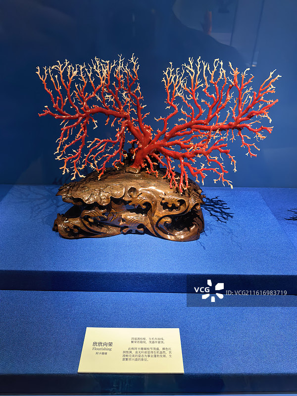 欣欣向荣 Aka珊瑚，阿卡珊瑚，赤血红珊瑚，红珊瑚，日本红珊瑚，牛血红，宝石级红珊瑚，珊瑚工艺品图片素材