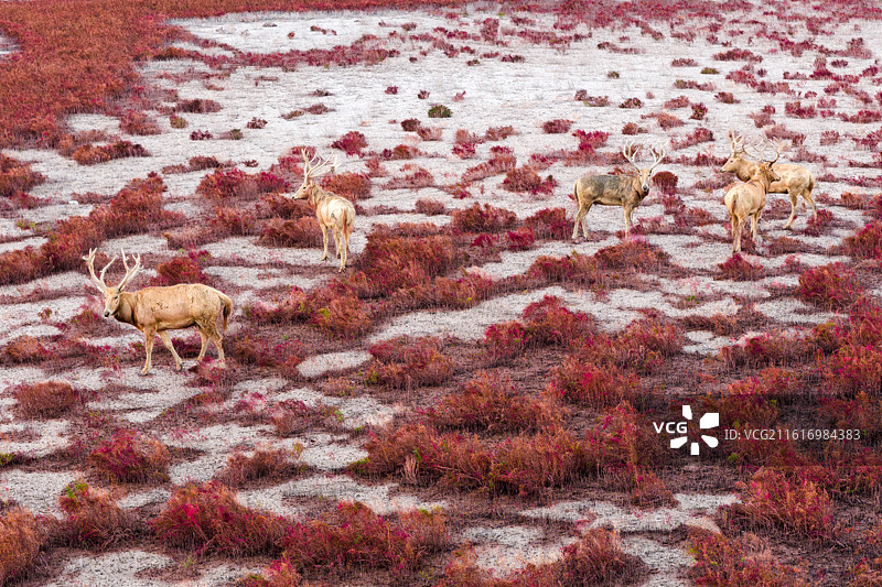 盐城麋鹿 大丰野鹿荡 条子泥景区 中华麋鹿园图片素材