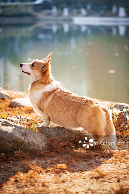一只可爱的双色柯基图片素材