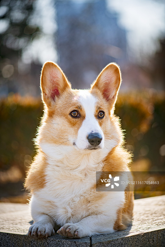 一只可爱的双色柯基图片素材