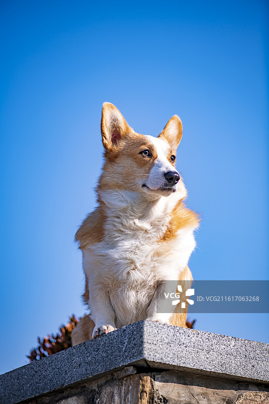 一只可爱的双色柯基图片素材